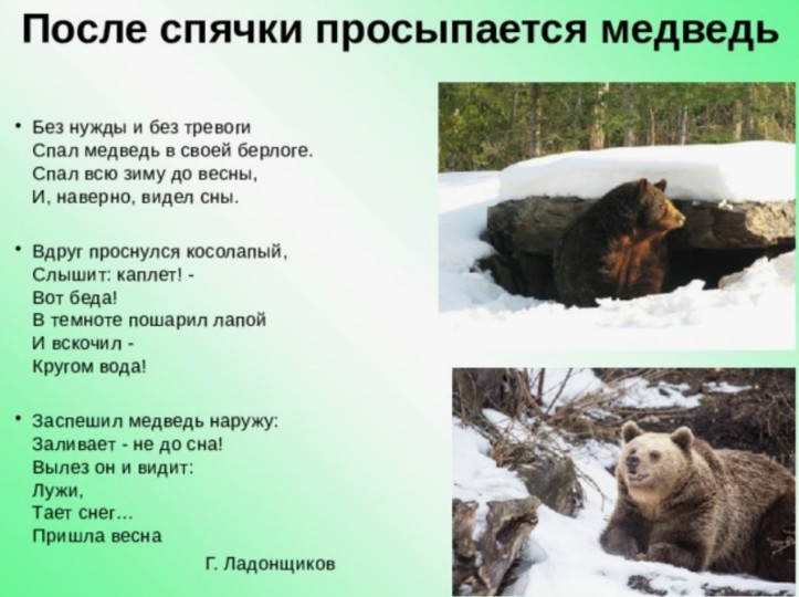 Что делает медведь зимой: рассказать малышам