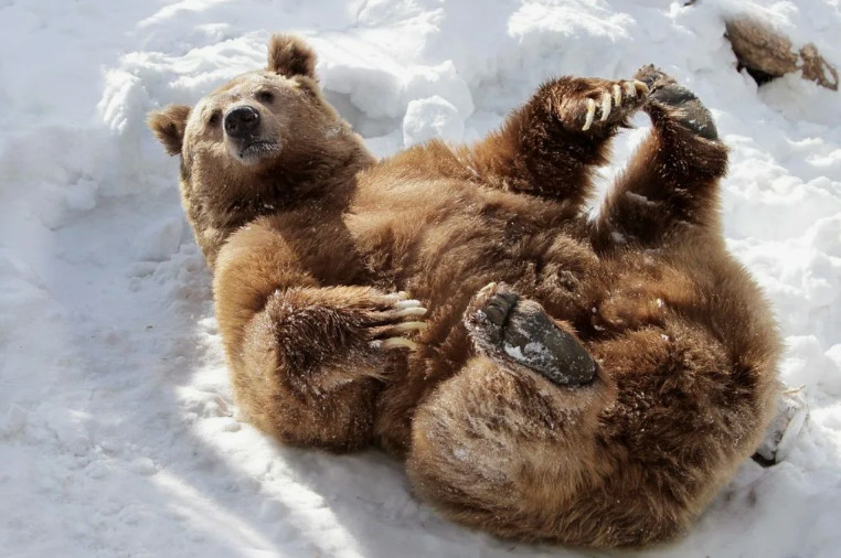 Что делает медведь зимой: рассказать малышам